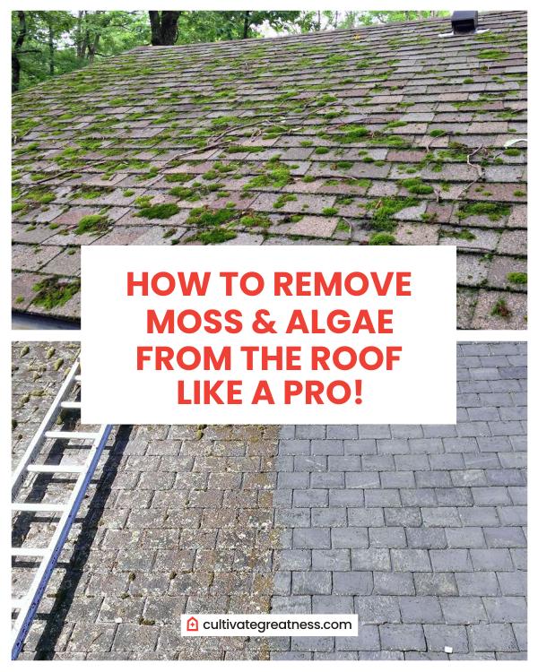 How to Remove Moss from the Roof Like A Professional